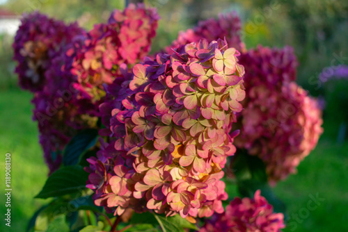 Beautiful summer flowers, hydrangeas