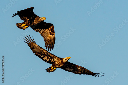 Eagles