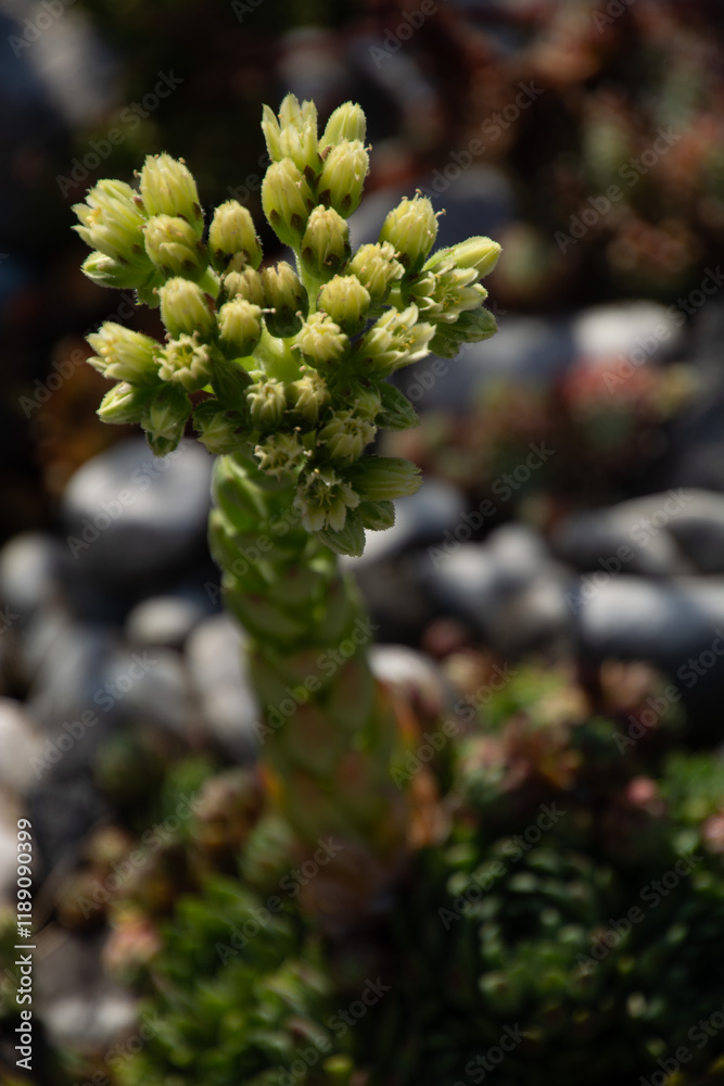 sempervivum succulent or Jovibarbaba globifera with closed tiny yellow flowers in the summertime