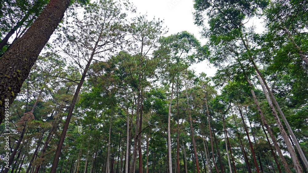 Fototapeta premium Beautiful Forest with Tall Green Trees Under Clear Sky