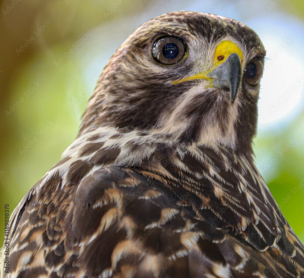 Naklejka premium Hawk in different poses