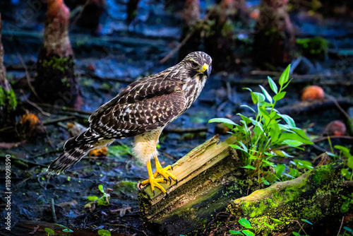 Hawk in different poses photo