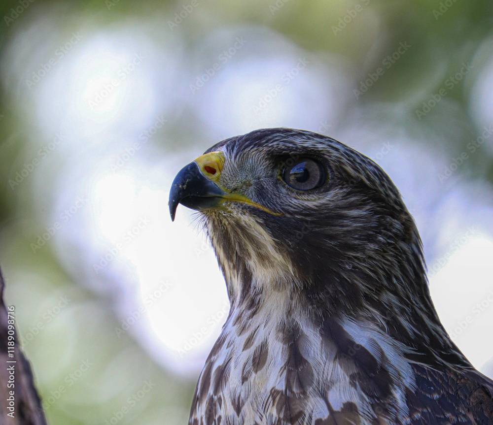 Fototapeta premium Hawk in different poses