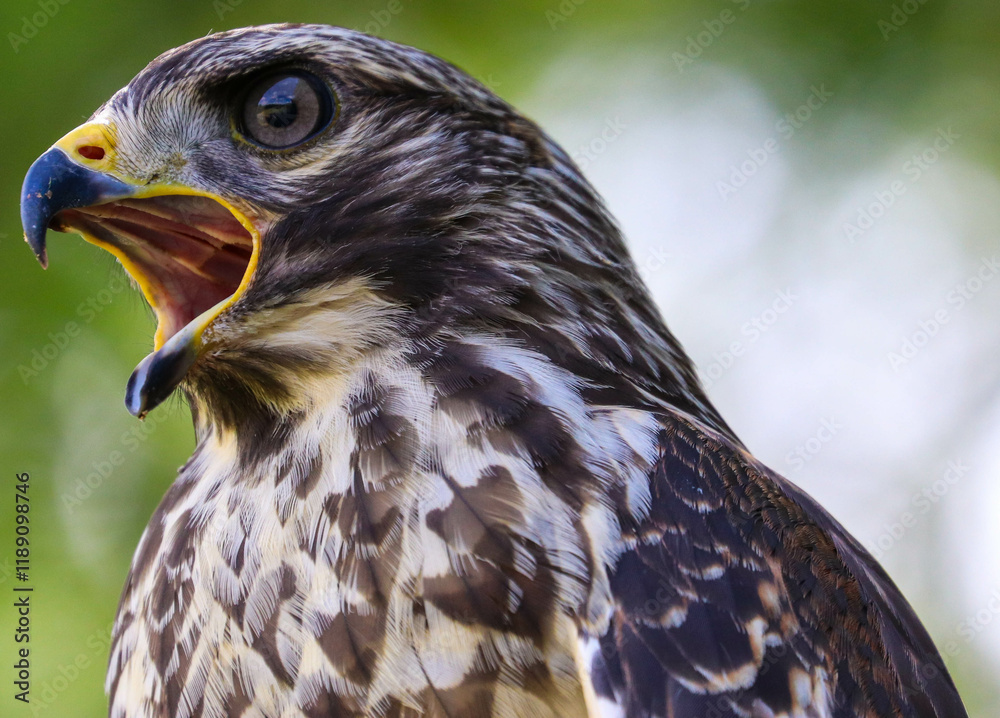 Obraz premium Hawk in different poses