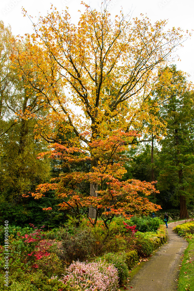 Naklejka premium Trees in autumn colors in a botanic garden.