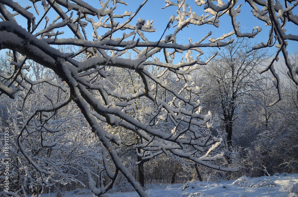 Obraz premium snow covered trees