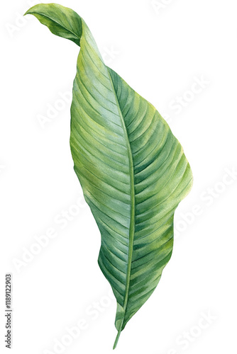watercolor banana leaf isolated background, tropical green plant illustration, hand painted nature foliage clipart decor
