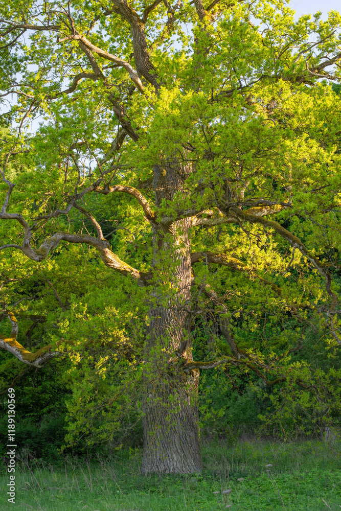Nature shot of lush green branches of huge old oak tree in Spring Nature shot of lush green branches of huge old oak tree in Spring