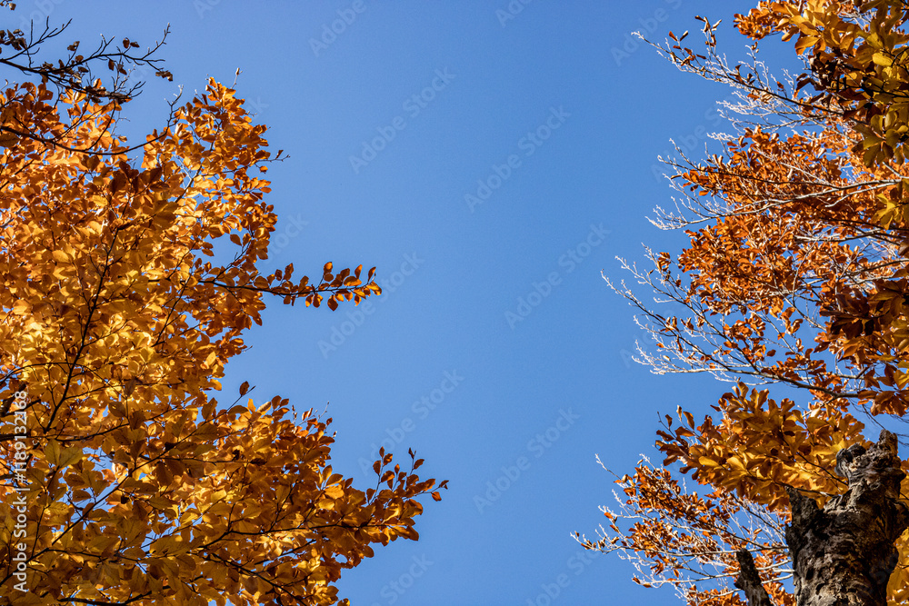 A stunning view of autumn treetops captured from below, with a bright blue sky in the center surrounded by vibrant yellow, orange, and green leaves, showcasing the beauty of fall. A stunning view of autumn treetops captured from below, with a bright blue sky in the center surrounded by vibrant yellow, orange, and green leaves, showcasing the beauty of fall.