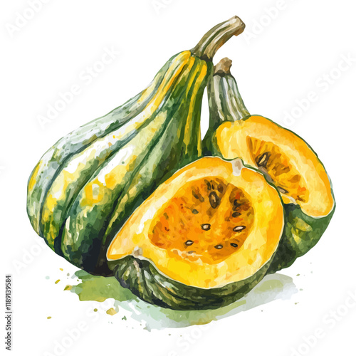 A watercolor vector painting of a Squash, isolated on a white background. Squash vector.


