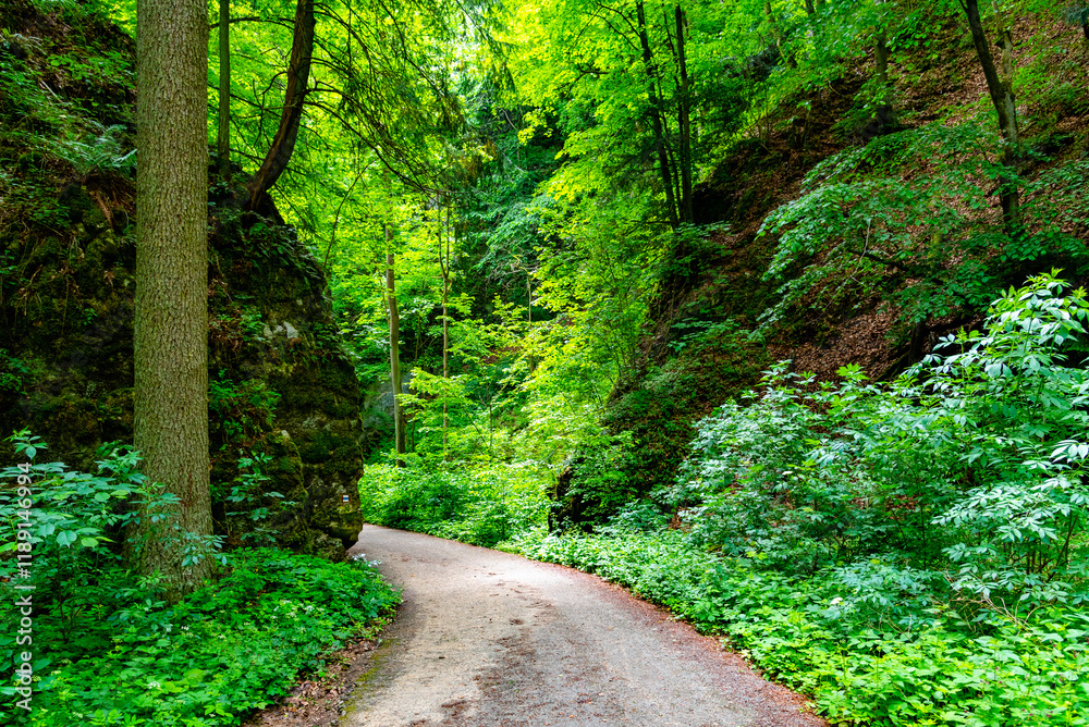 Obraz premium Pusty Zleb Valley in Moravian Karst showcases lush greenery along a winding path, inviting nature lovers to enjoy a peaceful trek through the vibrant forest.
