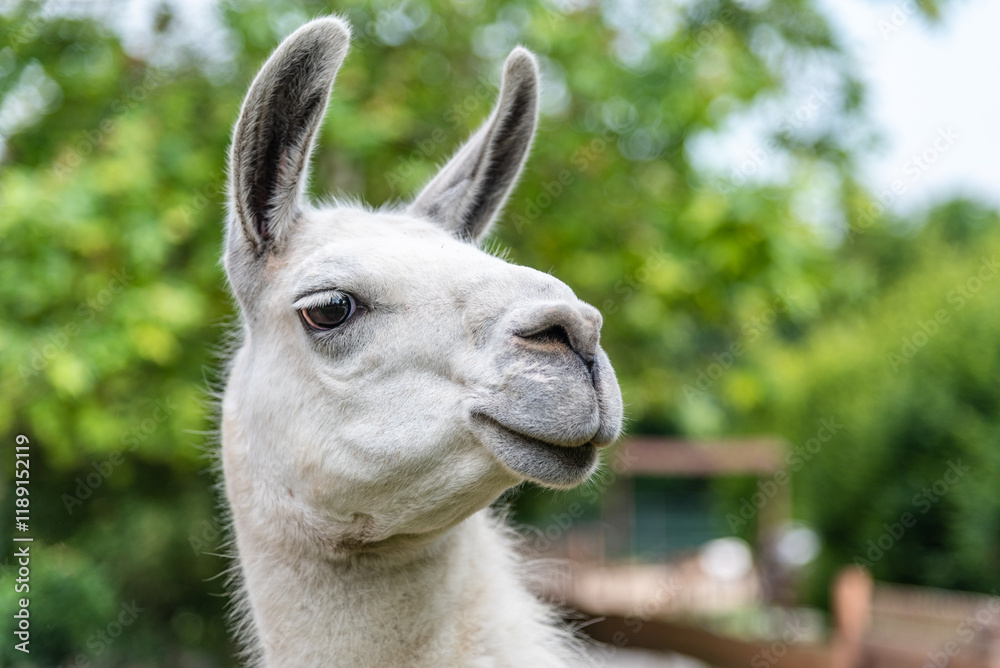 Obraz premium A llama stands calmly while looking towards the camera, surrounded by lush greenery on a sunny day. The animal's soft fur and curious expression create a serene atmosphere.