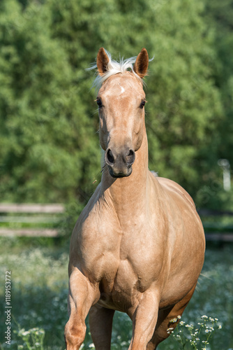 Palomino quarter horse running