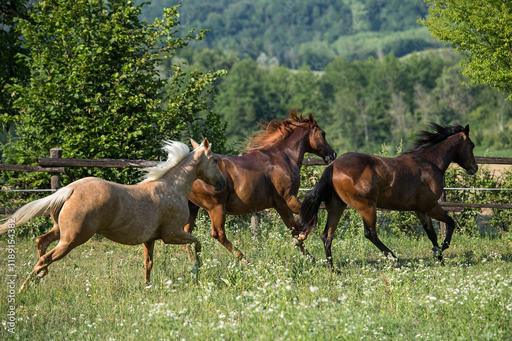 Three quarter horses gallopping in a field Three quarter horses gallopping in a field