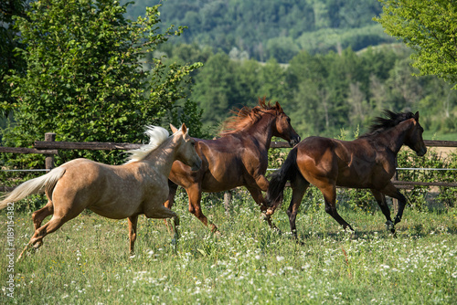 Three quarter horses gallopping in a field