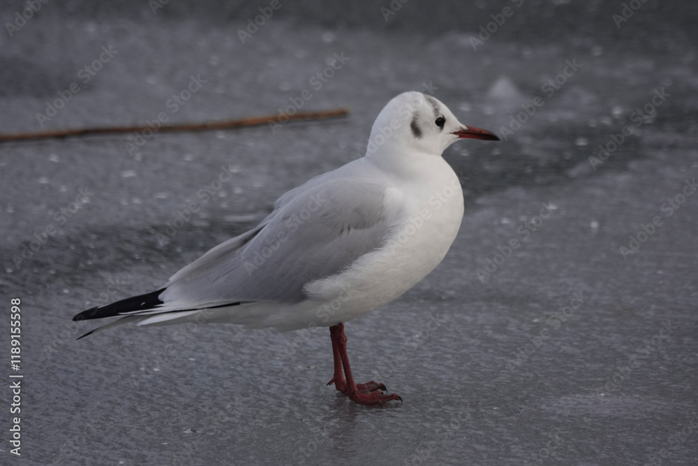 A Black-headed Gull (Chroicocephalus ridibundus) in winter plumage A Black-headed Gull (Chroicocephalus ridibundus) in winter plumage
