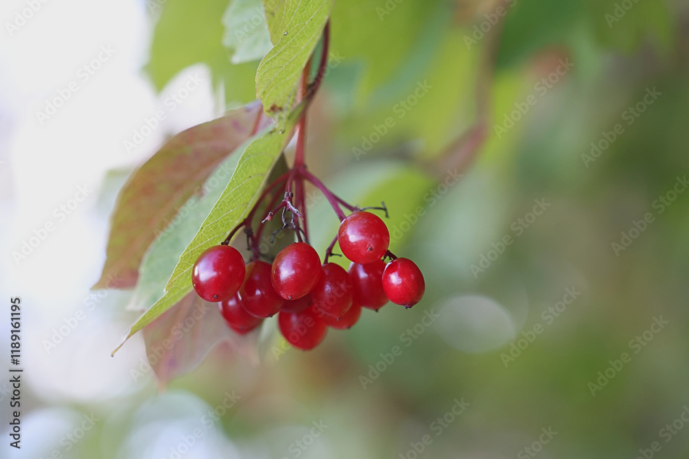 Φωτογραφία Berries of guelder rose, Viburnum opulus, commonly also known as water elder, sn