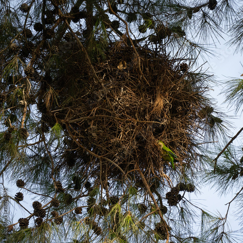 A Ring Necked Parakeet on a Colony Nest