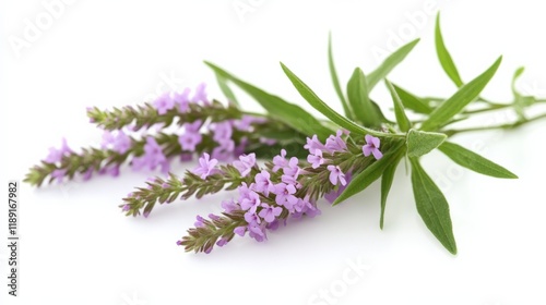 a sprig of purple flowers and green leaves on a white background