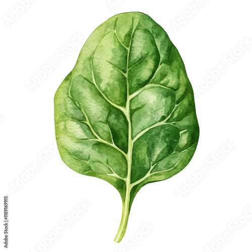 A watercolor vector painting of a Spinach Leaf, isolated on a white background. Spinach Leaf vector.

