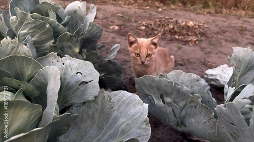 A playful orange kitten wanders through a lush garden, curiously inspecting the vibrant cabbage plants under the soft glow of morning light 