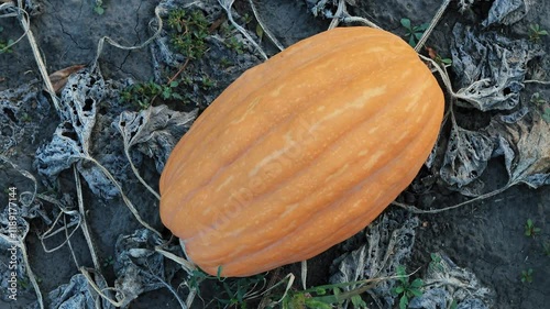 Witness the beauty of autumn as a magnificent Halloween pumpkin is carefully harvested from a scenic patch, revealing the richness of the season’s bounty
