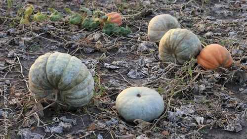 Wander through a vibrant pumpkin patch showcasing a variety of Halloween pumpkins, nestled among dried leaves and thriving vines, capturing the spirit of fall