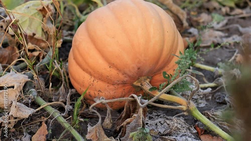 Witness the beauty of autumn as a vibrant Halloween pumpkin emerges amidst a sea of orange leaves and green vines, ready for festive celebrations