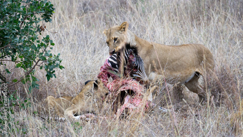 Couple of lions eating zebra after hunting and killing it in Serengati, Tanzania.