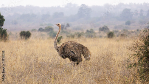 Spotting wild ostrich in Serengeti´s woodland, Tanzania.