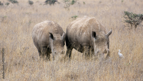 Two rhinos spotted in high grass woodland of savannah in Serengeti, Tanzania. 
