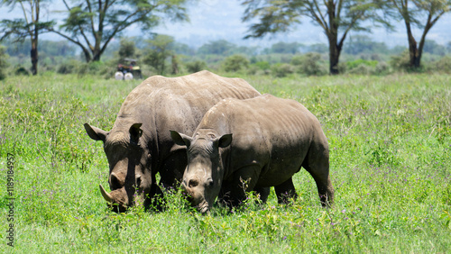 Two rhinos spotted in high grass woodland of savannah in Serengeti, Tanzania.