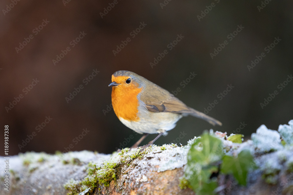 Cute Robin (erithacus rubecula) in winter, standing on a frosty log - Yorkshire, UK in January Cute Robin (erithacus rubecula) in winter, standing on a frosty log - Yorkshire, UK in January
