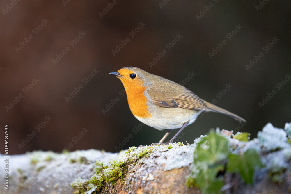 Cute Robin (erithacus rubecula) in winter, standing on a frosty log - Yorkshire, UK in January Cute Robin (erithacus rubecula) in winter, standing on a frosty log - Yorkshire, UK in January