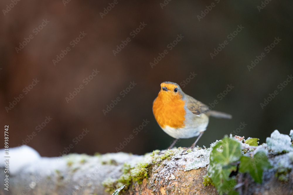 Beautifully lit Robin (erithacus rubecula) in winter, standing on a frost covered log - Yorkshire, UK in January