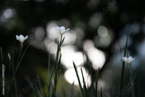 Closeup de flores blancas  photo