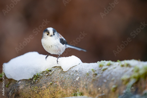 Snowy Long tailed Tit (Aegithalos caudatus) on snow in winter - Yorkshire, UK in January