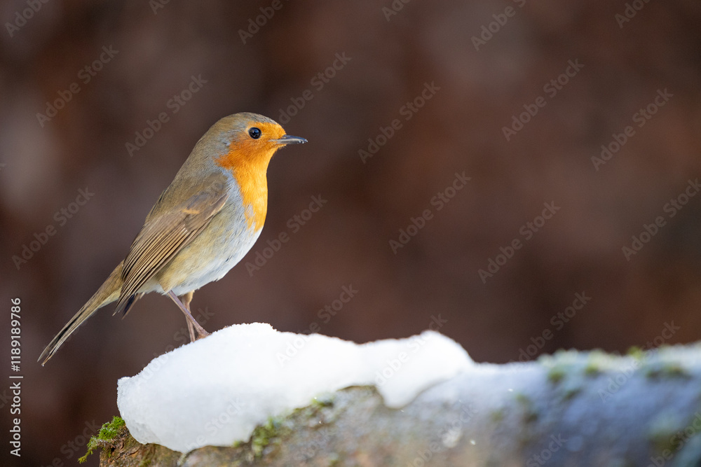 Side shot of a snowy Robin (erithacus rubecula) in winter - Yorkshire, UK in January Side shot of a snowy Robin (erithacus rubecula) in winter - Yorkshire, UK in January
