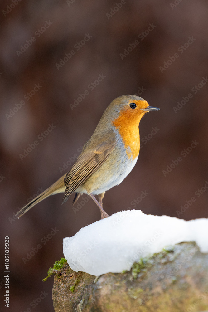 Portrait of a Winter Robin (erithacus rubecula) Yorkshire, UK in January Portrait of a Winter Robin (erithacus rubecula) Yorkshire, UK in January