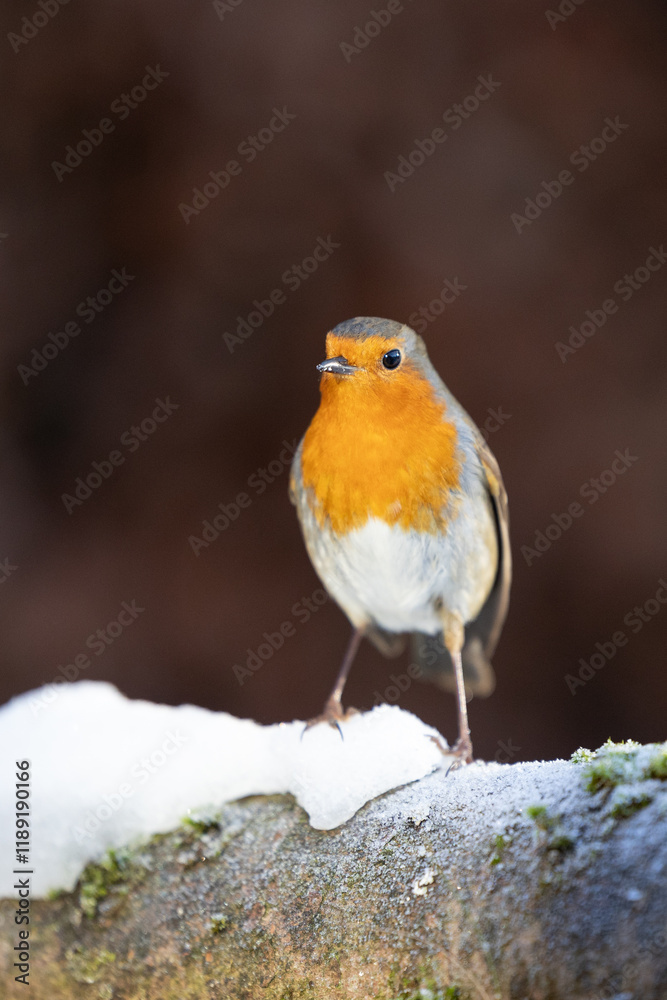 Close up of a Robin (erithacus rubecula) on snow in winter - Yorkshire, UK in January Close up of a Robin (erithacus rubecula) on snow in winter - Yorkshire, UK in January