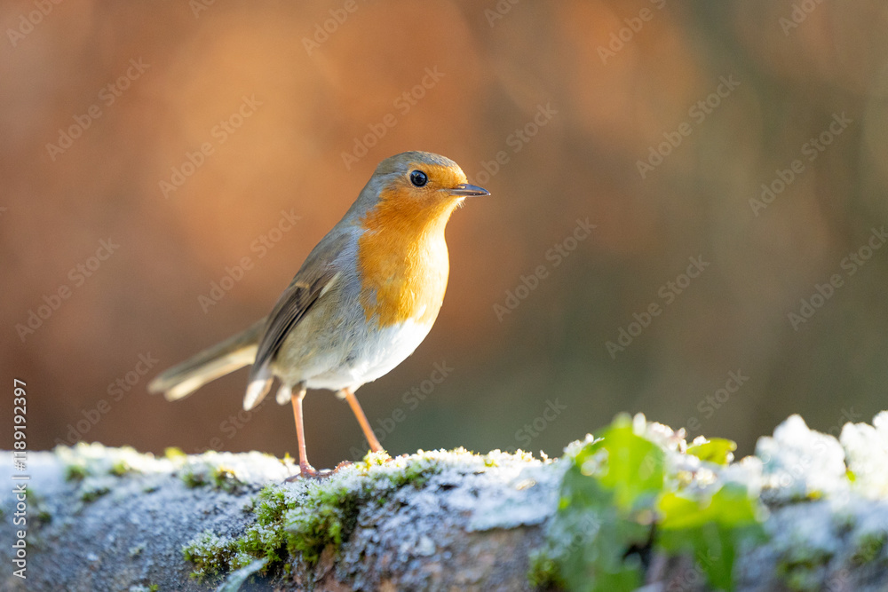 Curious looking Robin (erithacus rubecula) in winter sunlight - Yorkshire, UK in January Curious looking Robin (erithacus rubecula) in winter sunlight - Yorkshire, UK in January