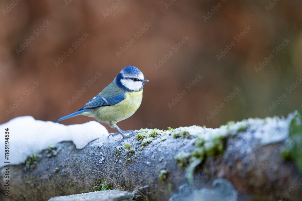 Winter Blue Tit (Cyanistes caeruleus) on a cold morning. Yorkshire, UK, January