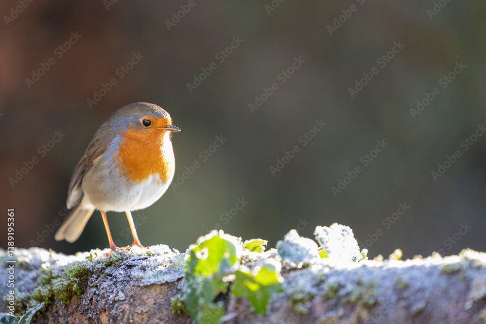 Beautifully lit Robin (erithacus rubecula) on a frosty, log with ivy in winter sun - Yorkshire, UK in January Beautifully lit Robin (erithacus rubecula) on a frosty, log with ivy in winter sun - Yorkshire, UK in January
