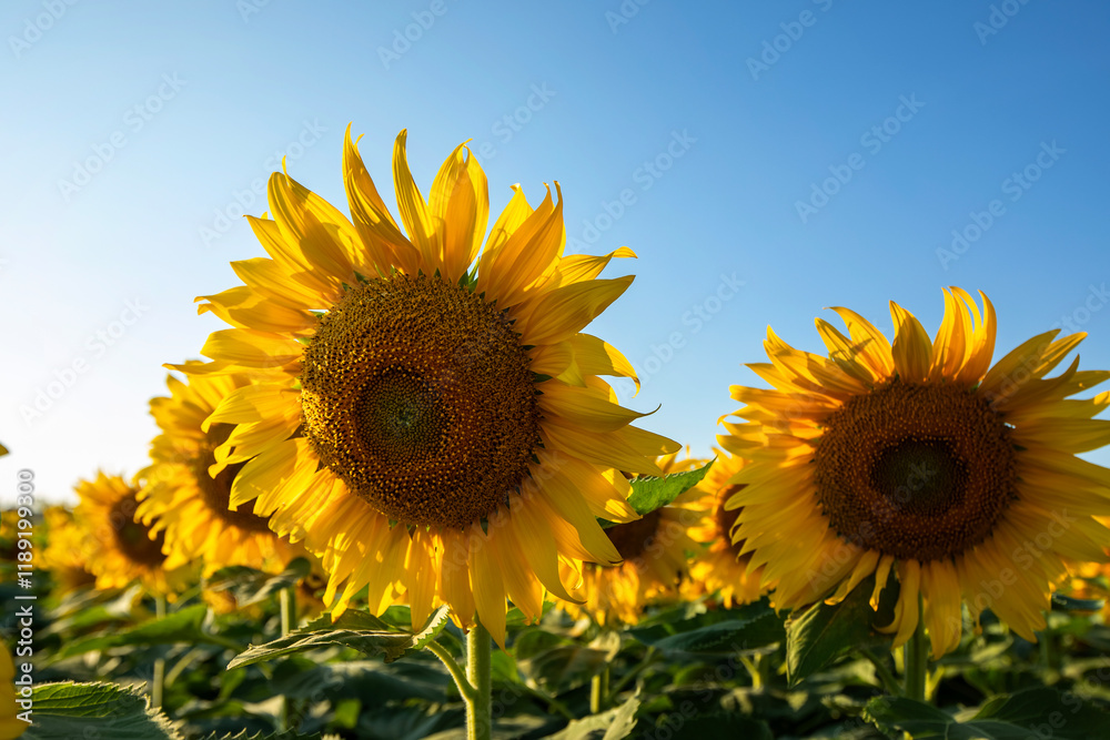 Obraz premium Agricultural field with yellow sunflowers .Sunflower field.Gold sunset. Sunflower closeup.Agrarian industry. Photo of cultivation land.
