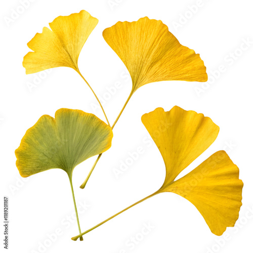 gingko biloba leaves on transparent background photo