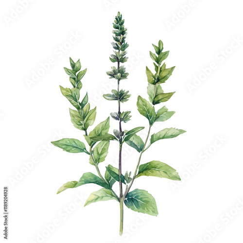 A watercolor vector painting of Spearmint, isolated on a white background. Spearmint vector.

