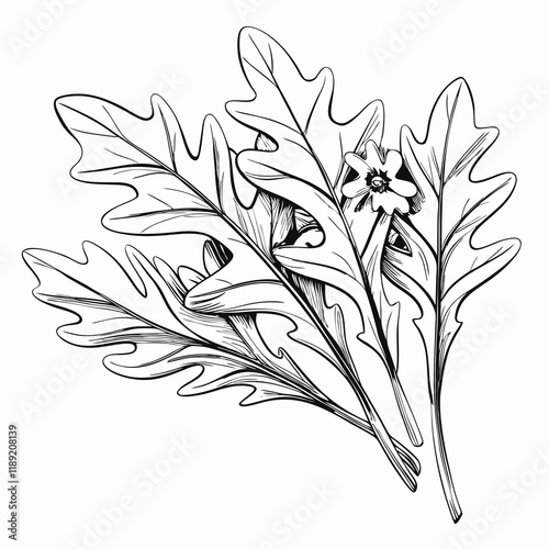 Fresh arugula leaves with flowers, black and white sketch