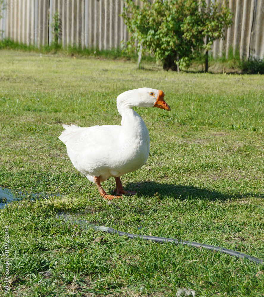A white goose on the green grass on a sunny day A white goose on the green grass on a sunny day