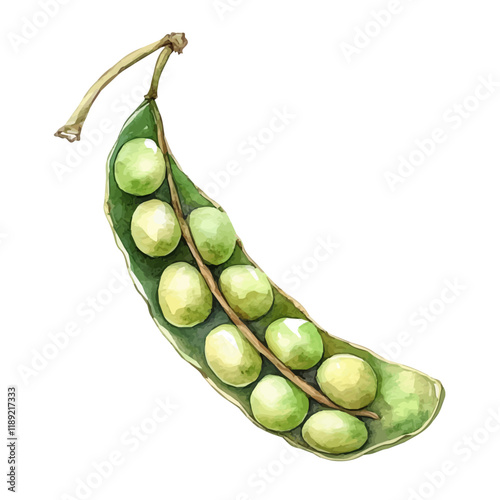 A watercolor vector painting of a Soybean Pod, isolated on a white background. Soybean Pod vector.

