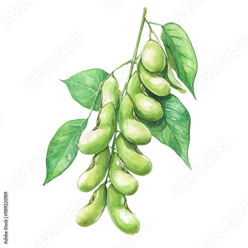 A watercolor vector painting of Soybean, isolated on a white background. Soybean vector.

